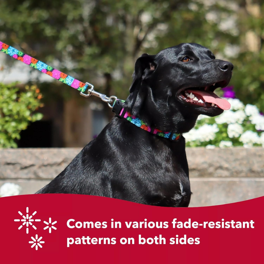 Coastal Green Dots Collar