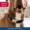 Coastal Titan Nylon Collar with Metal Buckle - Red