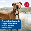 Coastal Titan Nylon Collar with Metal Buckle - Red