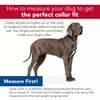 Coastal Tuff Nylon Collar - Red