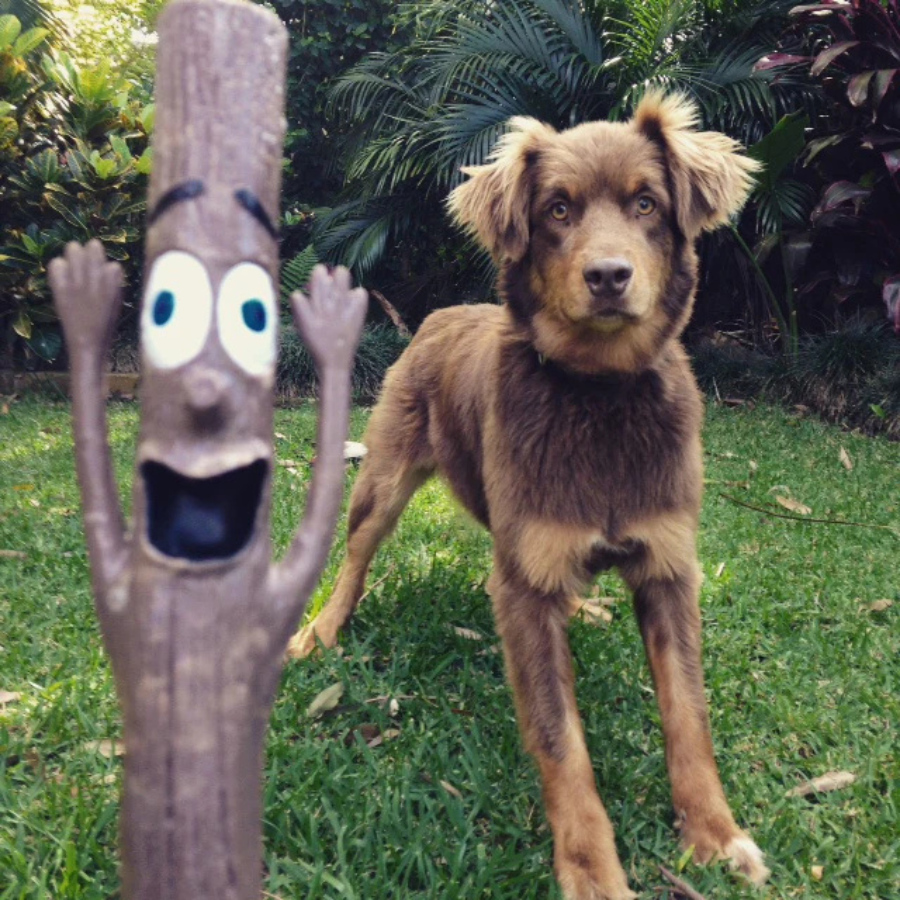 DOOG Mr. Stick Woody