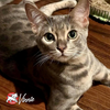 Fromm Family Four-Star Grain-Free Chicken Au Frommage for Cats - 4 lbs