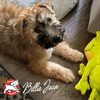 Fromm Family Heartland Gold Puppy (11.9 lbs)