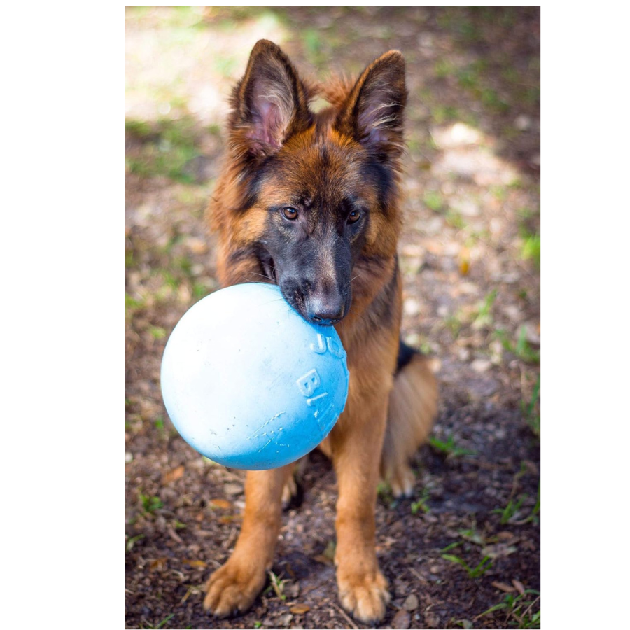 Jolly Pets Bounce N Play Ball - Blueberry 8"