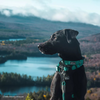 K9 Explorer Reflective Adjustable Collar - Mountain