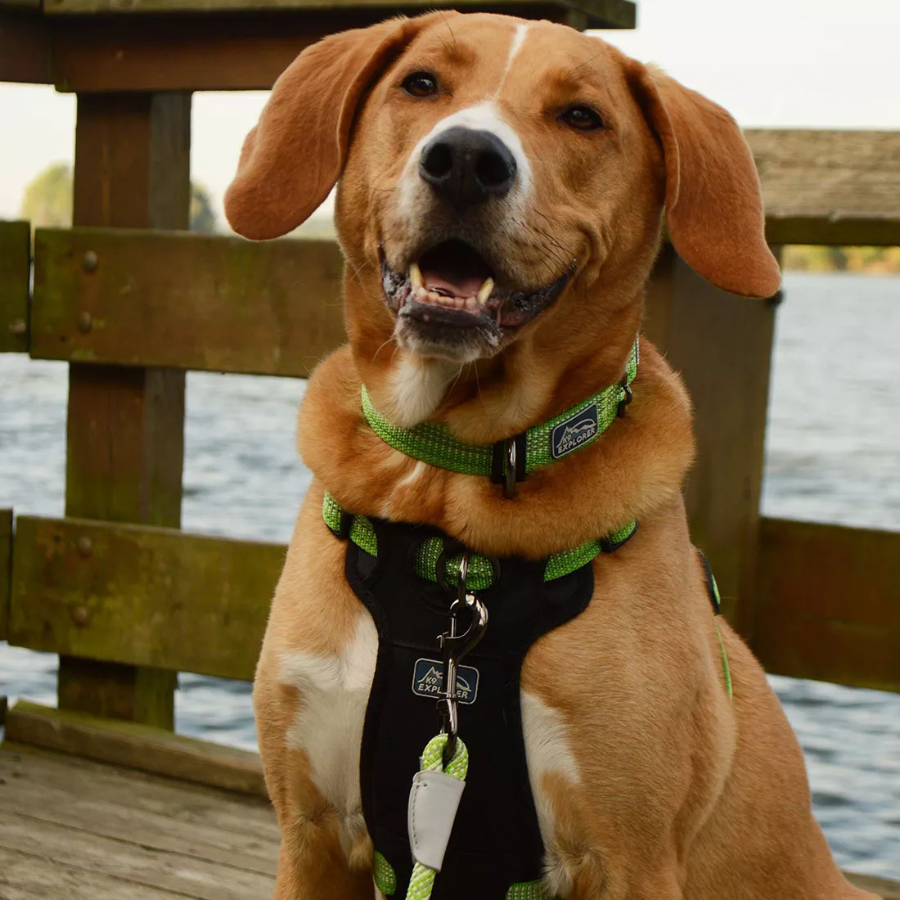 K9 Explorer Reflective Adjustable Collar - Mountain