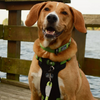 K9 Explorer Reflective Adjustable Collar - Mountain