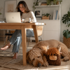 KONG Comfort Highland Cow - Jumbo - Assorted Colours