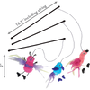 KONG Feather Teaser Wand Cat Toy (Assorted)
