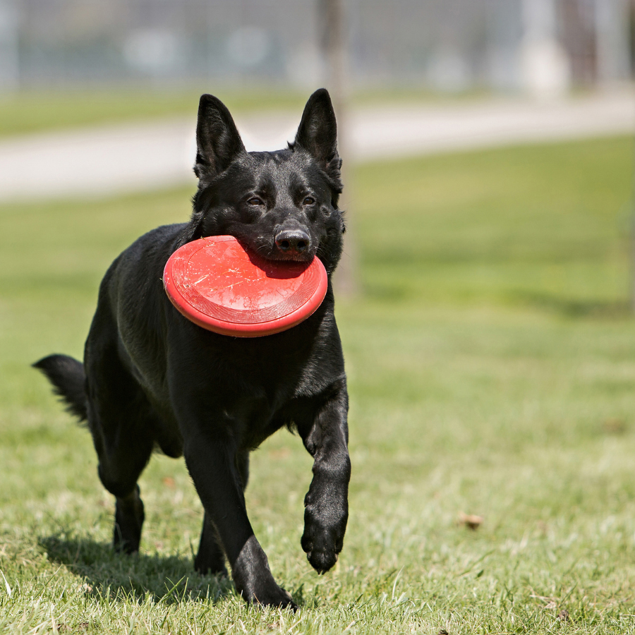 KONG Flyer for Puppies - Medium