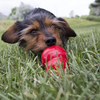 KONG Peanut Butter Easy Treat