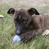 KONG Puppy Ball with Hole