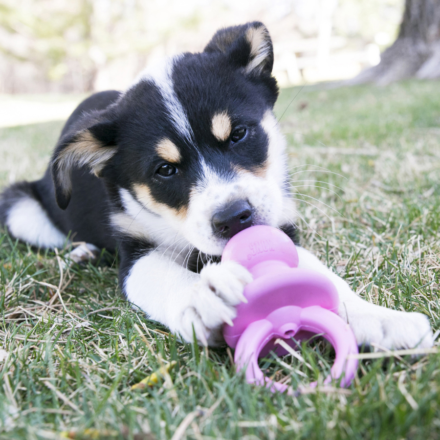 Kong Pacifiers Large KONG Puppy Binkie Chew Toy for Teething Puppies