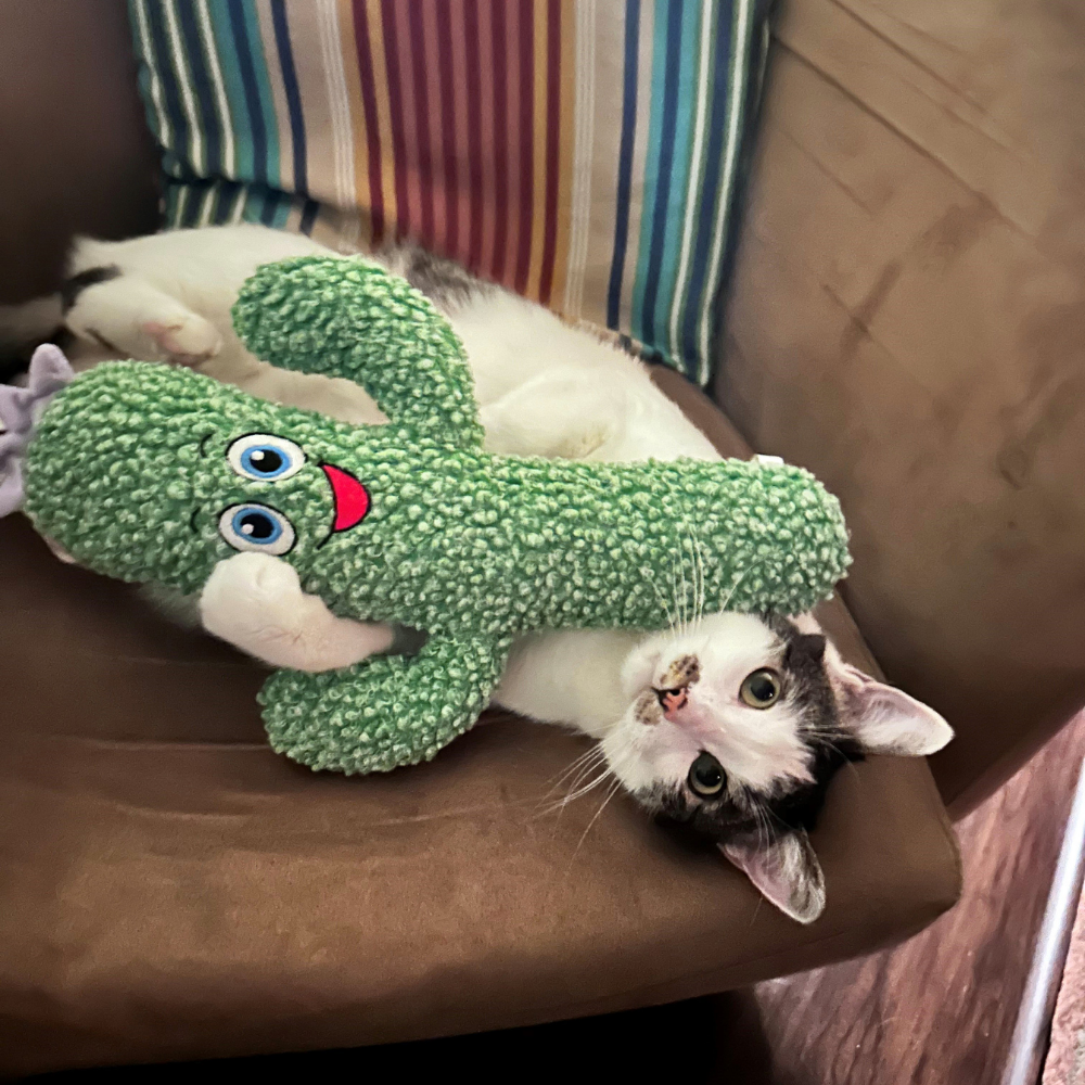 Kong Kickeroo Cactus Cat Toy