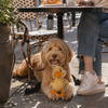 KONG Toughz Duck - Medium