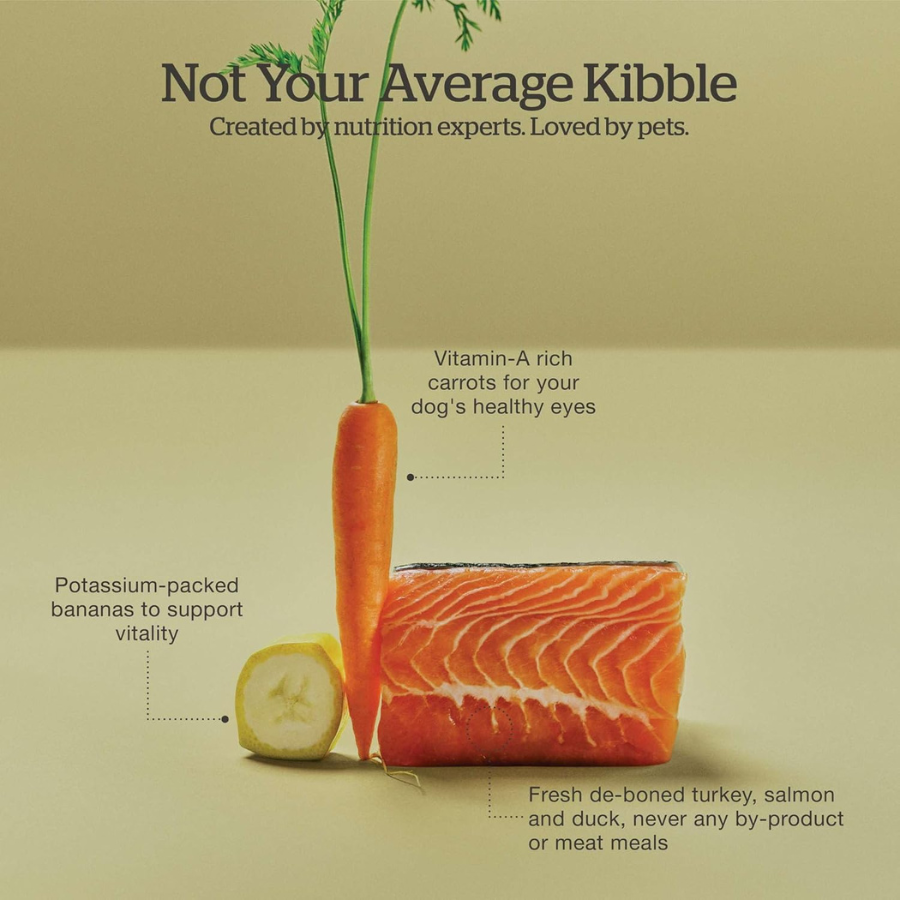 Turkey Salmon Now Fresh Grain Free NOW Fresh Grain-Free Puppy Dog