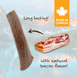 Nutrience Cabin Chew Antler - Jumbo Bacon Flavour