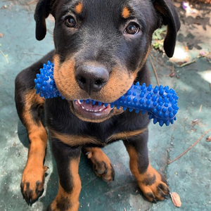 Nylabone Dental Chew FlexiChew