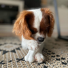 Nylabone DuraChew Bone Chicken