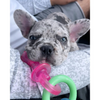 Nylabone Petite Teething Pacifier for Puppies