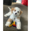 Nylabone Teething Keys for Puppy