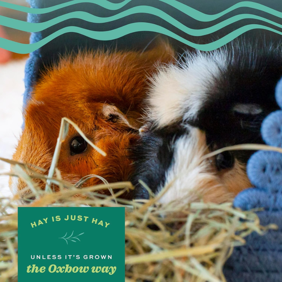 Grassy Hay Rabbit Oxbow Orchard Grass Hay for Rabbits and Guinea Pigs