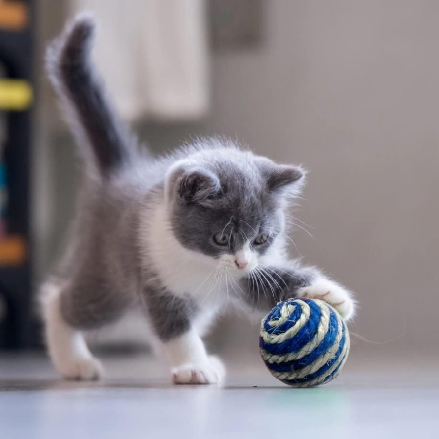 Rattle Ball Cat Toy - 1 Ball