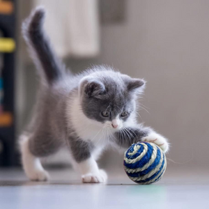 Rattle Ball Cat Toy - 1 Ball