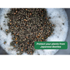 Rescue! Japanese Beetle Trap