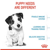 Royal Canin Small Puppy Dry Dog Food - 14 lbs