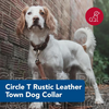 Rustic Leather Town Collar Brown