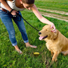 Simple Solution Training Pee Post Pheromone Treated Yard Stake