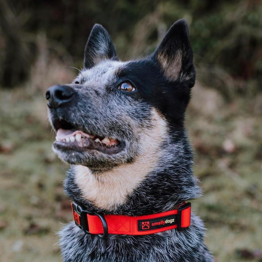 SmellyDogz Adjustable Comfort Collar Red - Small