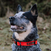 SmellyDogz Adjustable Comfort Collar Red - Small