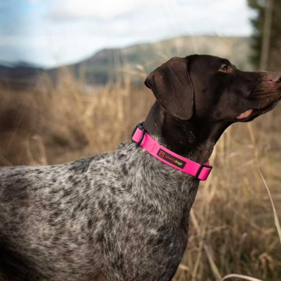 SmellyDogz Adjustable Comfort Collar Red - Small