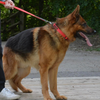 SmellyDogz Adjustable Comfort Collar Red - Small