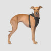 Canada Pooch Mesh Harness - Black