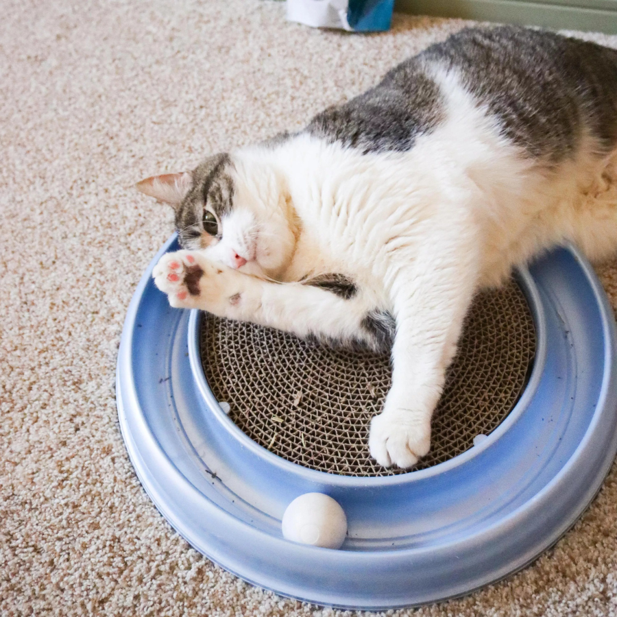 Turbo Scratcher Replacement Scratch Pad - 1 Pack