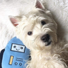 ZippyPaws Rosco the Robot