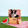 ZippyPaws NomNomz Squeaker Toy Ice Cream