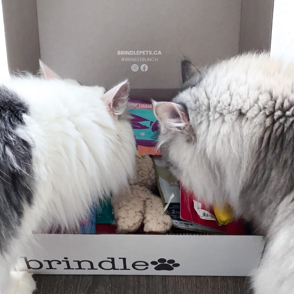 Brindle Box for Cats