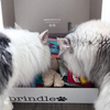 Brindle Box for Cats