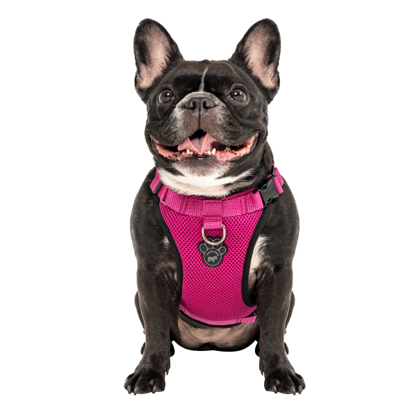 Canada Pooch Everything Harness Mesh - Pink