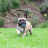 Chuckit! Ultra Squeaker Ball