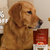 Brindle Pet Supplies