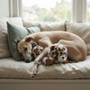 Growl ﻿Snugglez Leopard