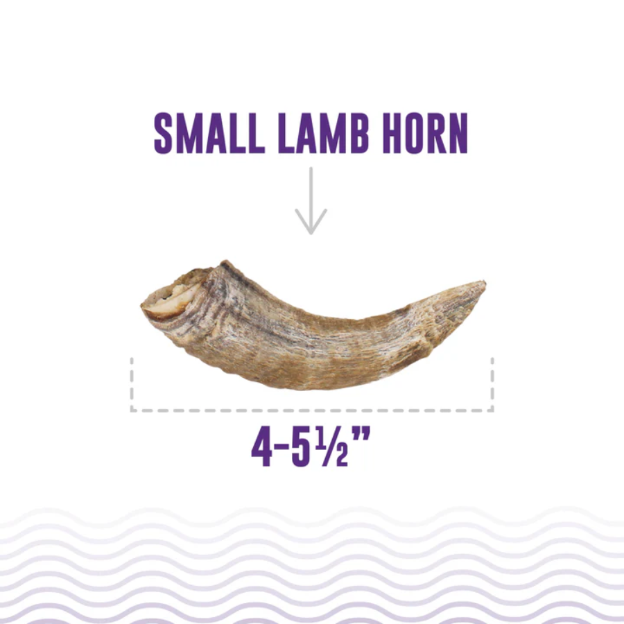 Icelandic+ Lamb Horn - Small