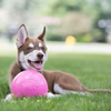 Jolly Pets Bounce N Play Ball Pink - 6"