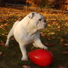 Jolly Pets Jolly Egg - Red