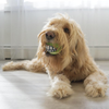 ROGZ Grinz Fetch Ball